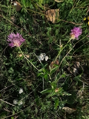 Centaurea