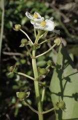 Sagittaria sanfordii