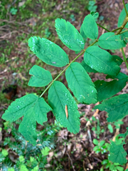 Sorbus sitchensis sitchensis