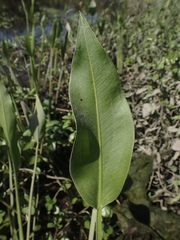 Sagittaria sanfordii
