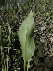 Sagittaria sanfordii