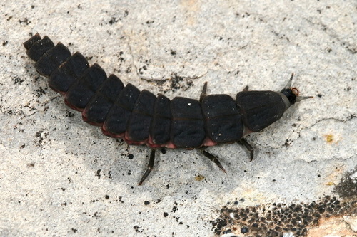 Mediterranean Pale Glow-worm, photo 2 of 10
