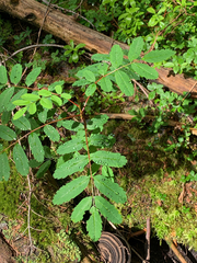 Sorbus sitchensis sitchensis