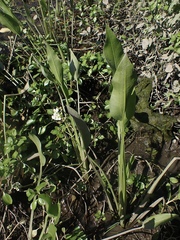 Sagittaria sanfordii