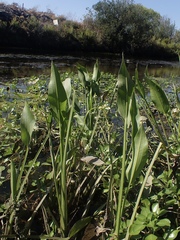 Sagittaria sanfordii