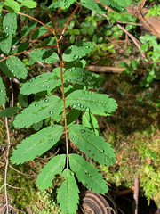 Sorbus sitchensis sitchensis