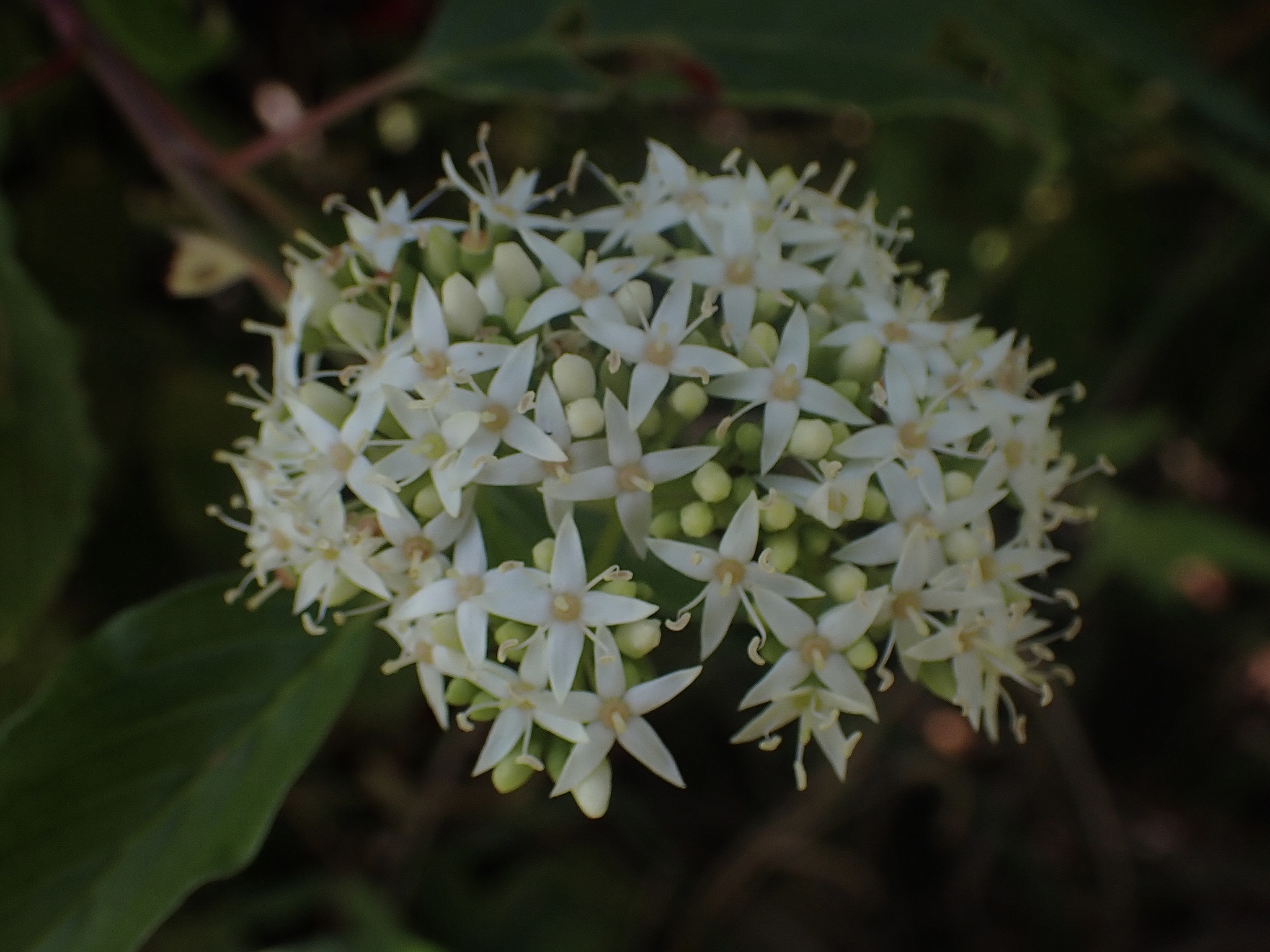 Cornus sericea ssp. sericea
