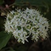 American Dogwood - Photo (c) Morgan Stickrod, some rights reserved (CC BY-NC), uploaded by Morgan Stickrod