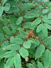 Sorbus sitchensis sitchensis