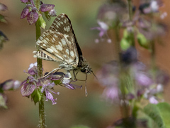 Ernsta colotes