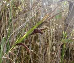 Carex barbarae