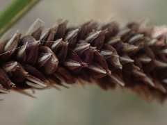 Carex barbarae
