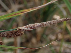 Carex barbarae