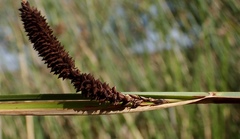 Carex barbarae