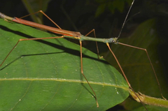 Paramarmessoidea annulata