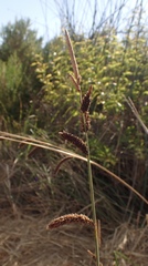 Carex barbarae