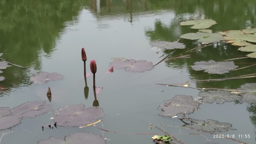 Nymphaea rubra