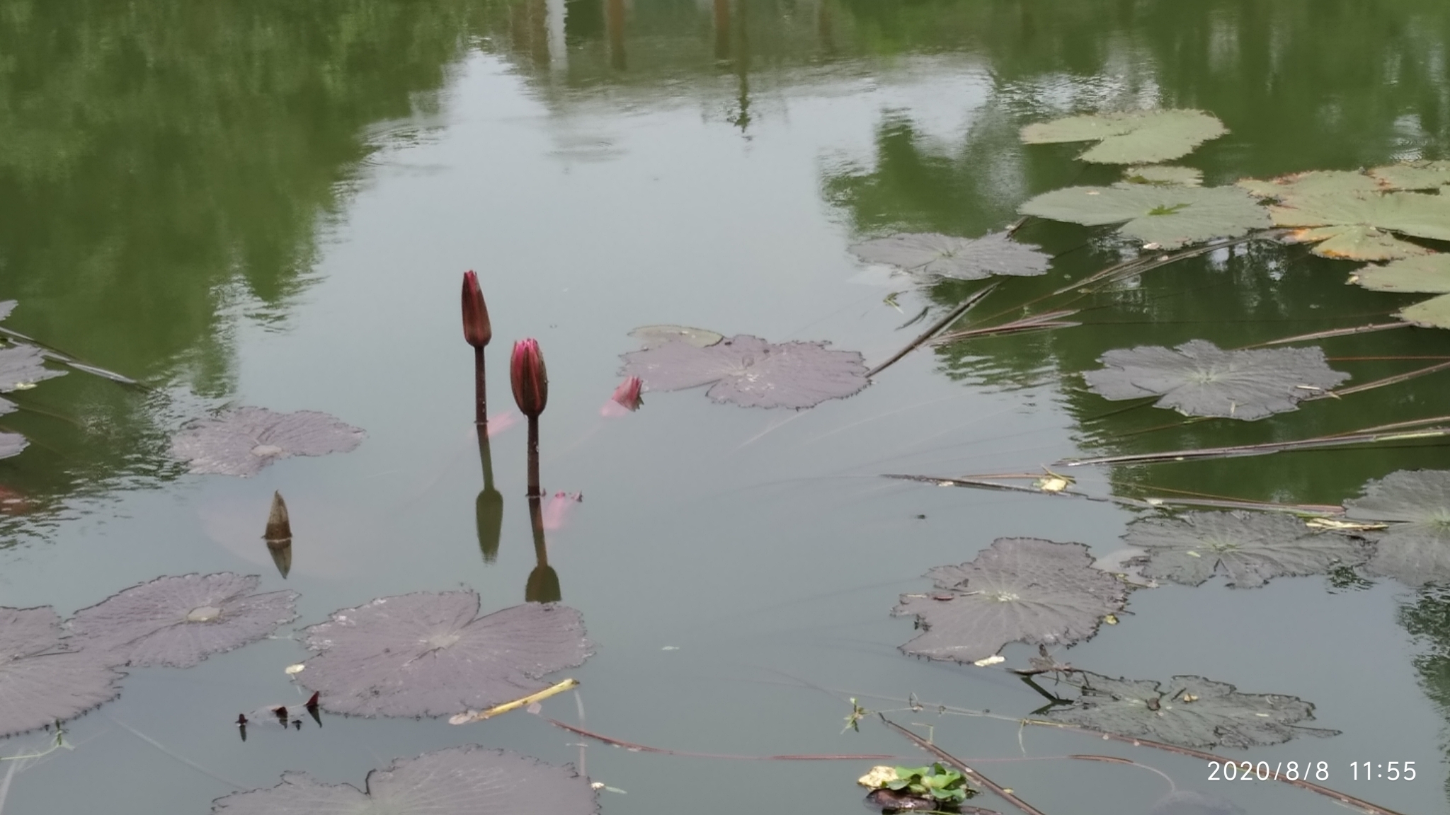 Nymphaea rubra