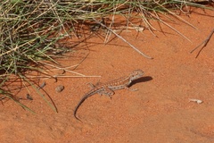 Ctenophorus isolepis