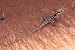 Ctenophorus isolepis