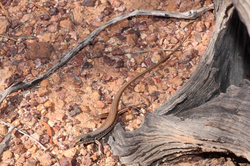 Massive-gibber Ctenotus