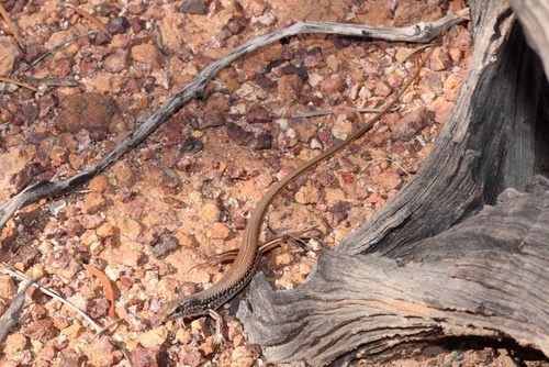 Massive-gibber Ctenotus, Ctenotus septenarius