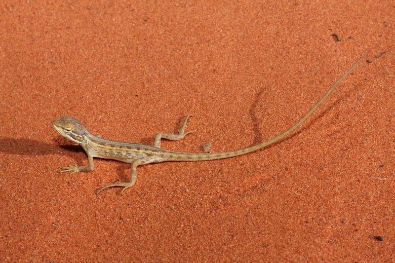 Canegrass Two-line Dragon from Windorah QLD 4481, Australia on November ...