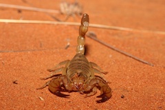Urodacus macrurus