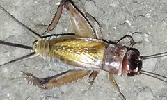 Gryllus lineaticeps
