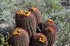 Ferocactus pilosus