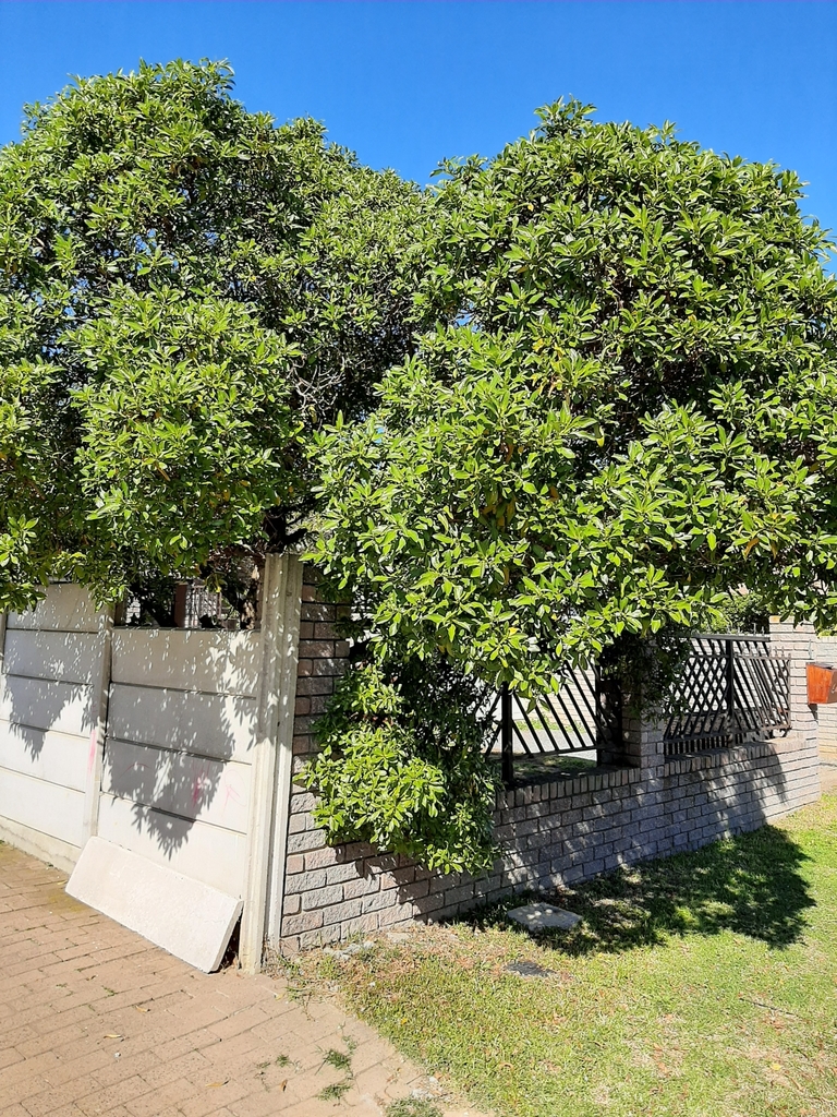 Tree Admerals Ngaio from Admirals Park, Cape Town, South Africa on August 7, 2020 at ...