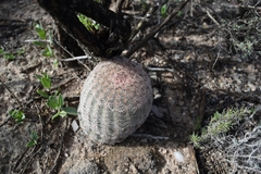 Echinocereus pectinatus pectinatus