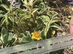 Borrichia arborescens