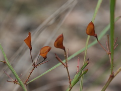 Daviesia wyattiana