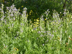 Polemonium occidentale