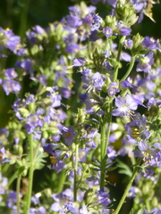 Polemonium occidentale