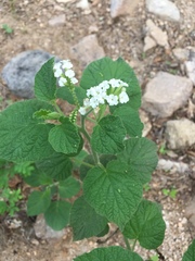 Heliotropium macrostachyum