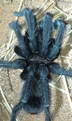 Aphonopelma steindachneri