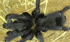 Aphonopelma steindachneri