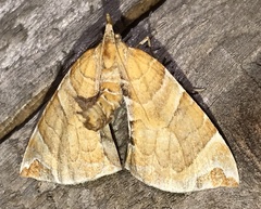 Eulithis molliculata