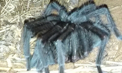 Aphonopelma steindachneri