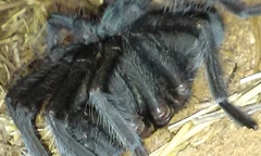 Aphonopelma steindachneri