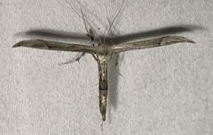 Oidaematophorus