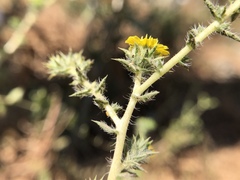 Centromadia fitchii