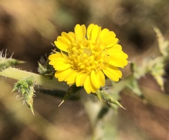 Centromadia fitchii