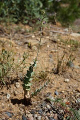 Streptanthus barbatus