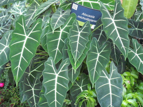 Alocasia micholitziana