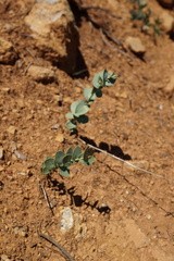 Streptanthus barbatus