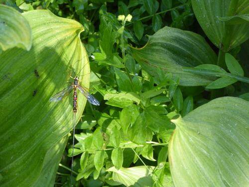iNaturalist observation photo of Western Giant Ichneumonid Wasp