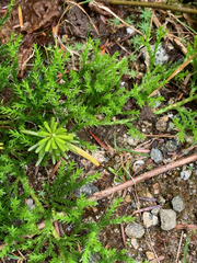 Diphasiastrum sitchense